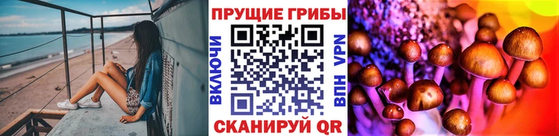 Псилоцибиновые грибы Psilocybine cubensis  закладки  Михайлов 